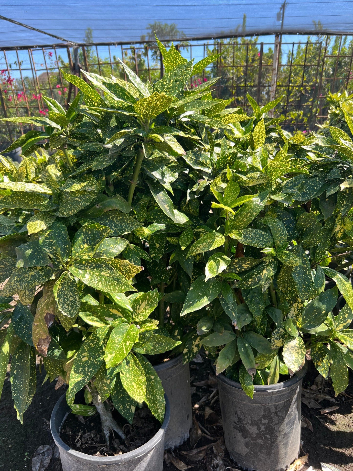 ‘Gold Dust’ Variegated Japanese Laurel (1 Gal.)