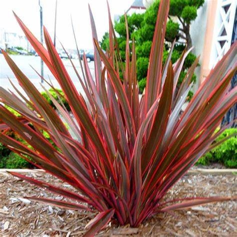 Bronze Purple Landscape Plant