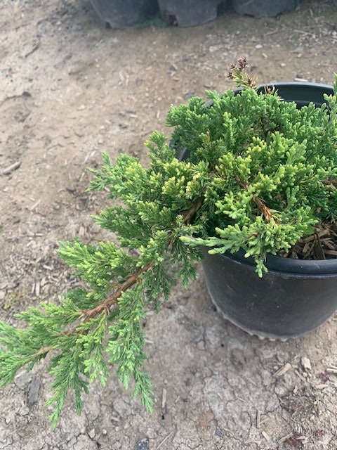 Juniper Bonsai Trees (1 Gal.) (2 pack)