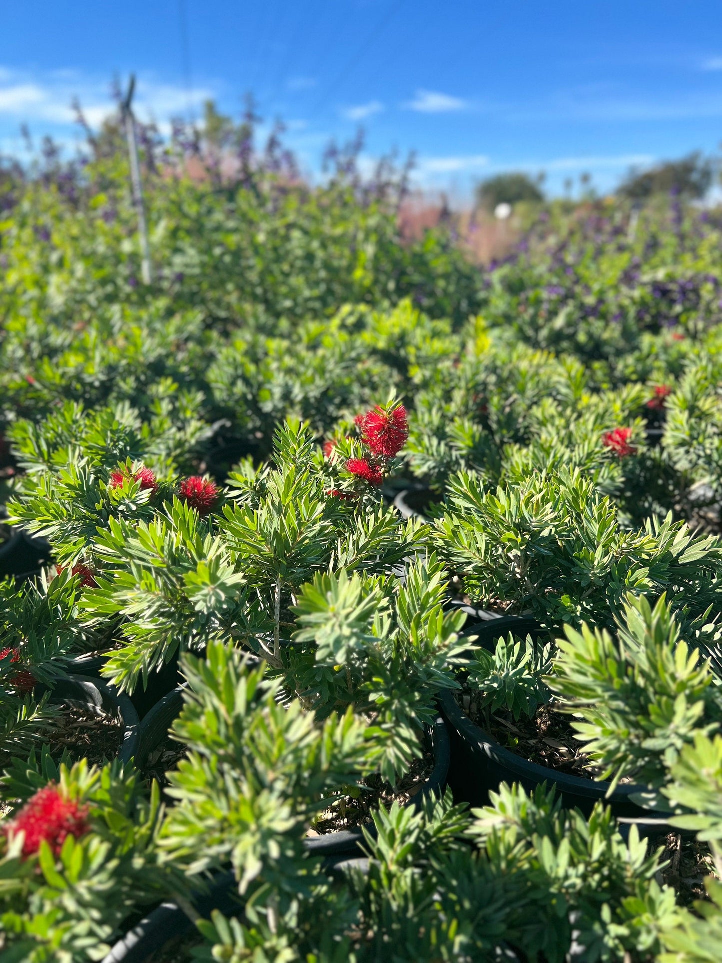 Little John Dwarf Plant