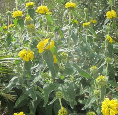 Jerusalem Sage (1 Gal.)