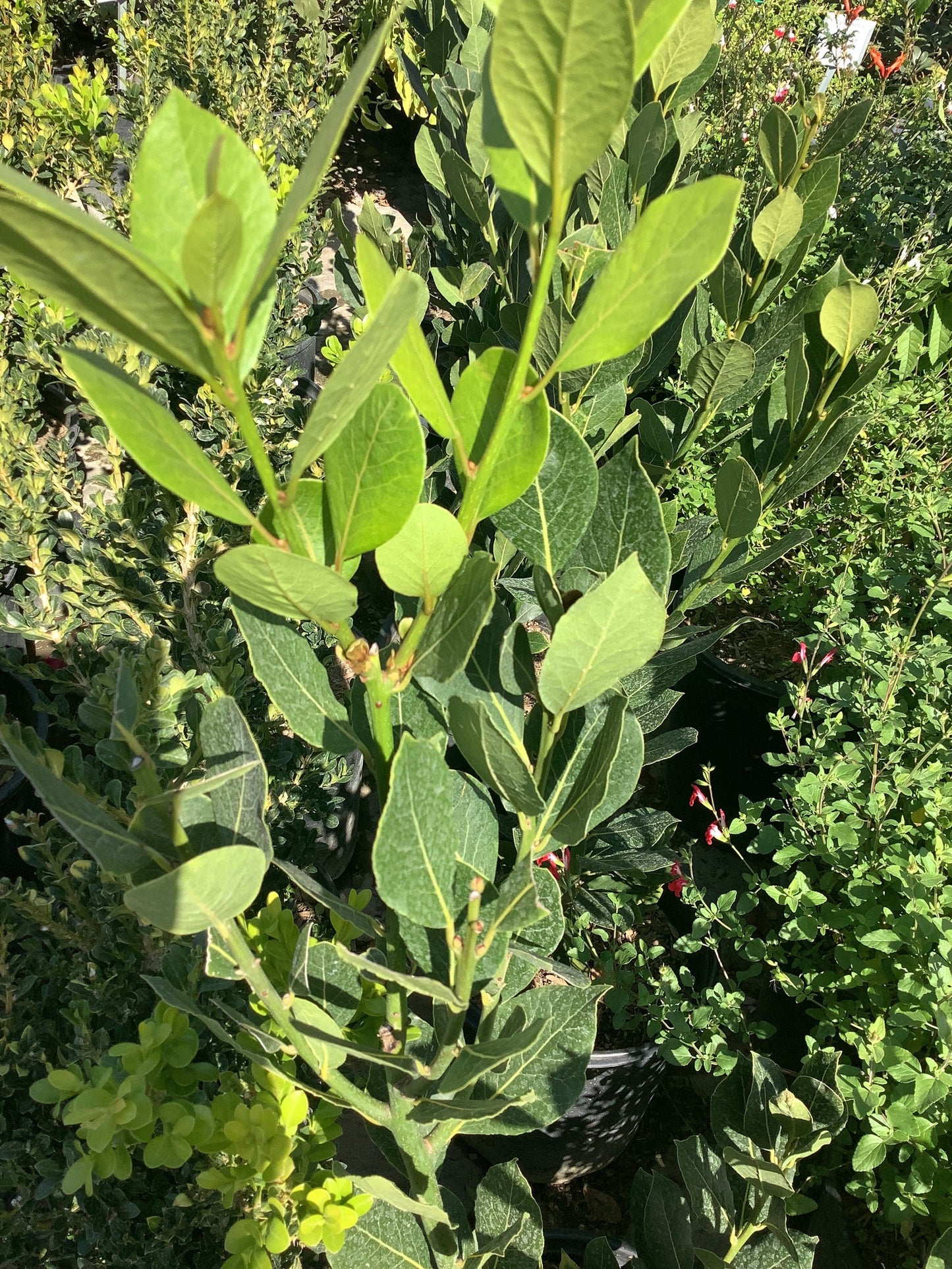 Sweet Bay Tree (1 Gal.)