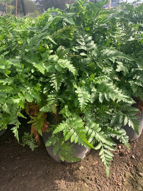 Leather Leaf Fern