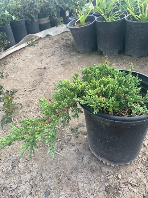 Juniper Bonsai Trees (1 Gal.) (2 pack)