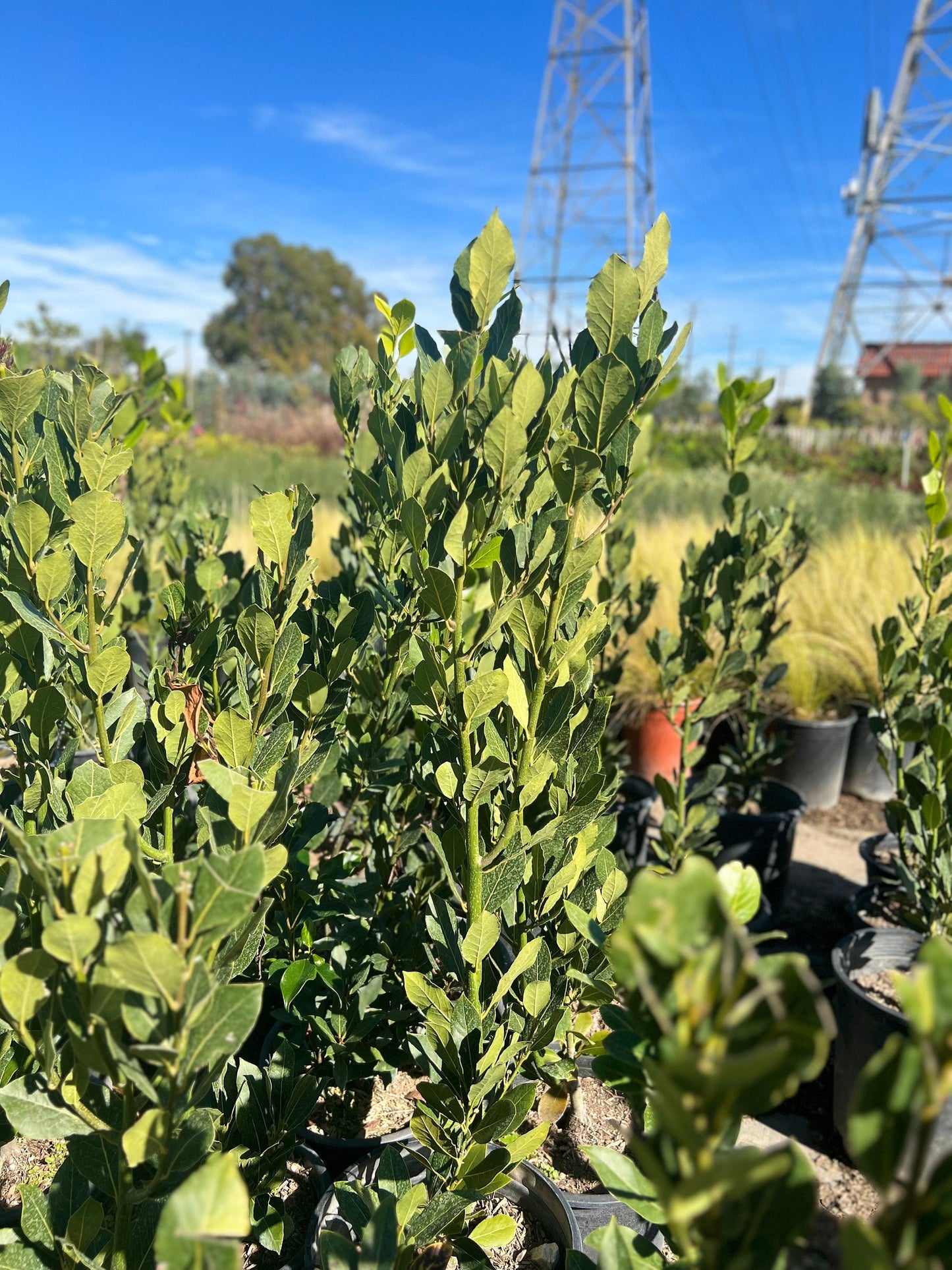 Sweet Bay Tree (1 Gal.)