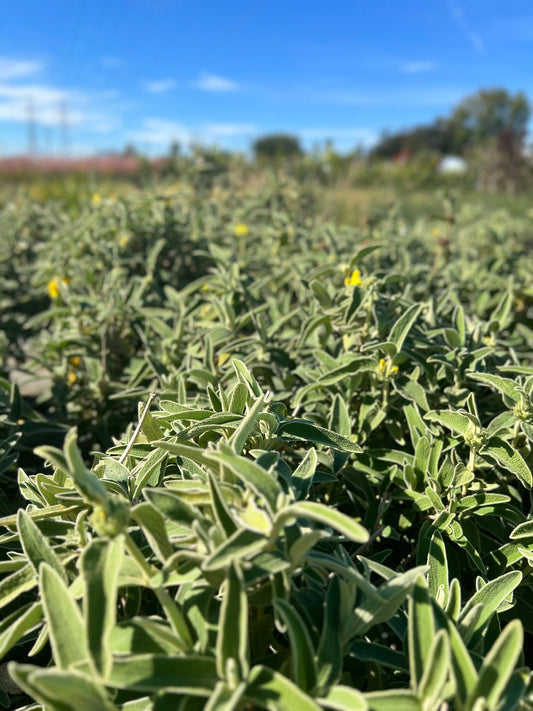 Jerusalem Sage (1 Gal.)