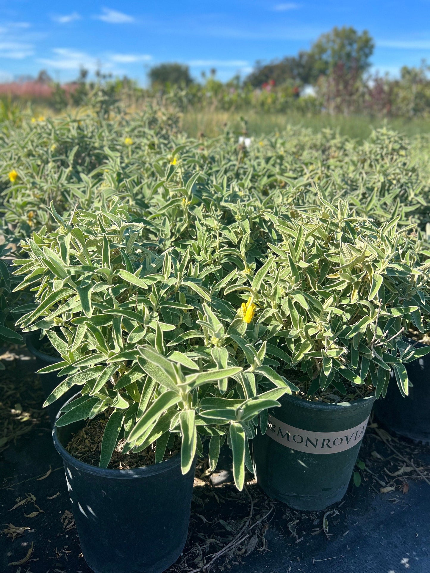 Jerusalem Sage (1 Gal.)