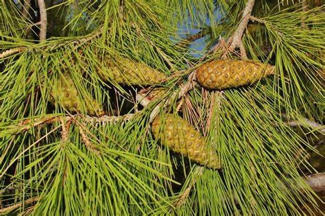 Aleppo Pine (1 Gal.)