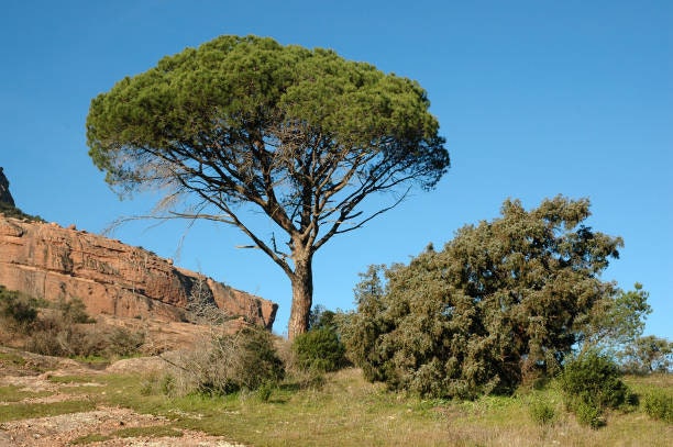 Aleppo Pine (1 Gal.)