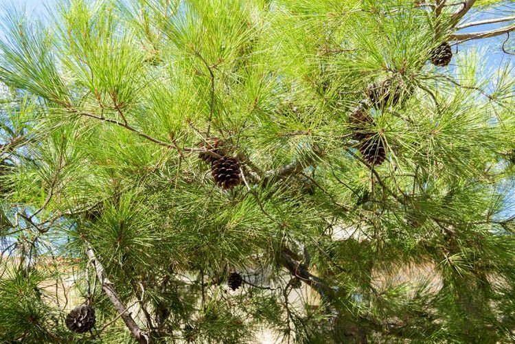 Aleppo Pine (1 Gal.)