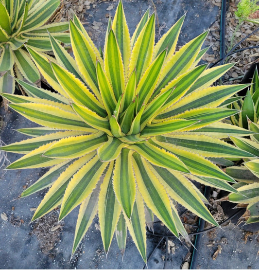 Quadricolor Agave (1 Gal.￼)