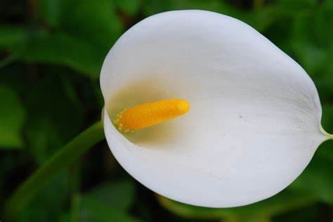 Calla Lilly (1 Gal.)