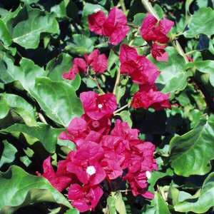 La Jolla Bougainvillea