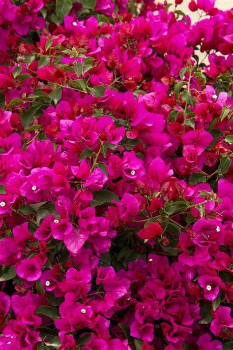 La Jolla Bougainvillea