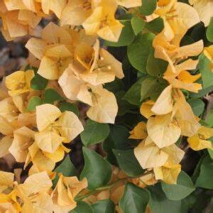 California Gold Bougainvillea