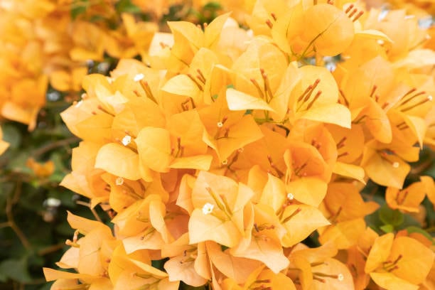 California Gold Bougainvillea