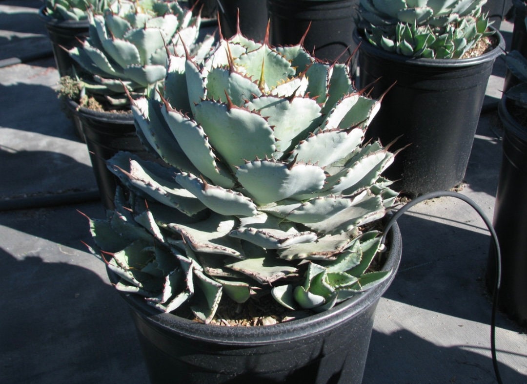 Kisshokan Agave(1 Gal.)