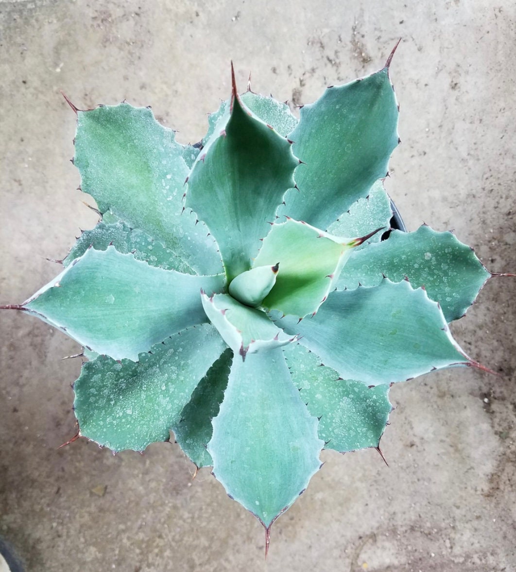 Kisshokan Agave(1 Gal.)