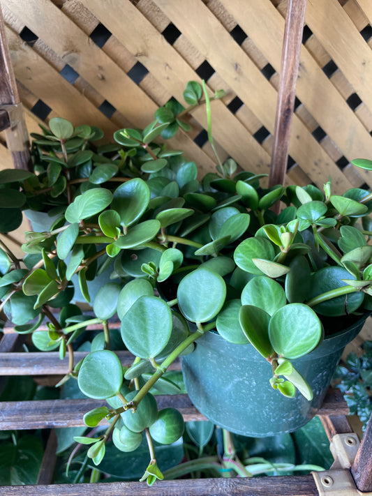 Peperomia Rotundifolia