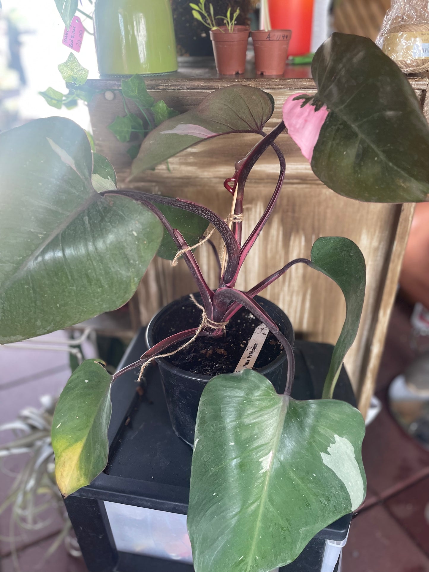 Pink Princess Philodendron