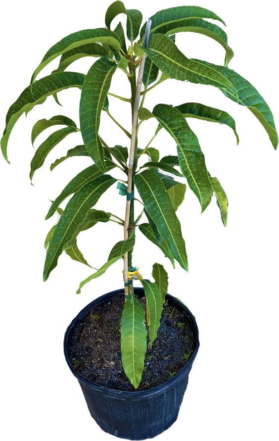 Nam Doc Mai # 4 Dwarf Mango Tree, Grafted