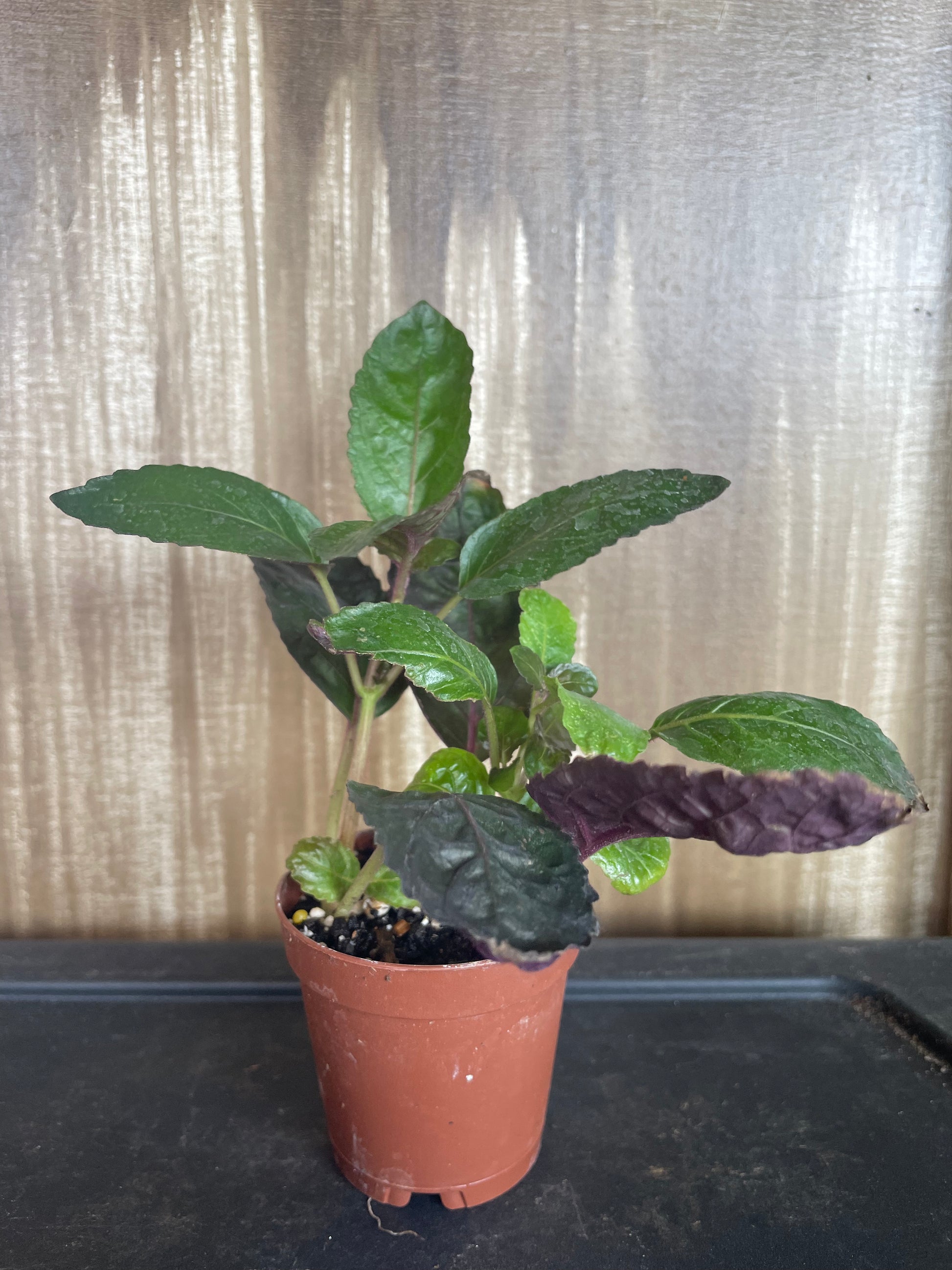 indoor waffle plant Waffle Plant