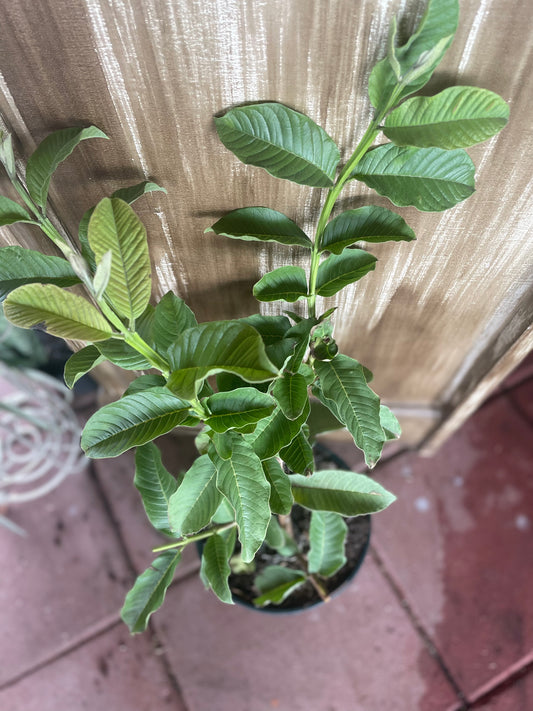 Pink Guava Tree