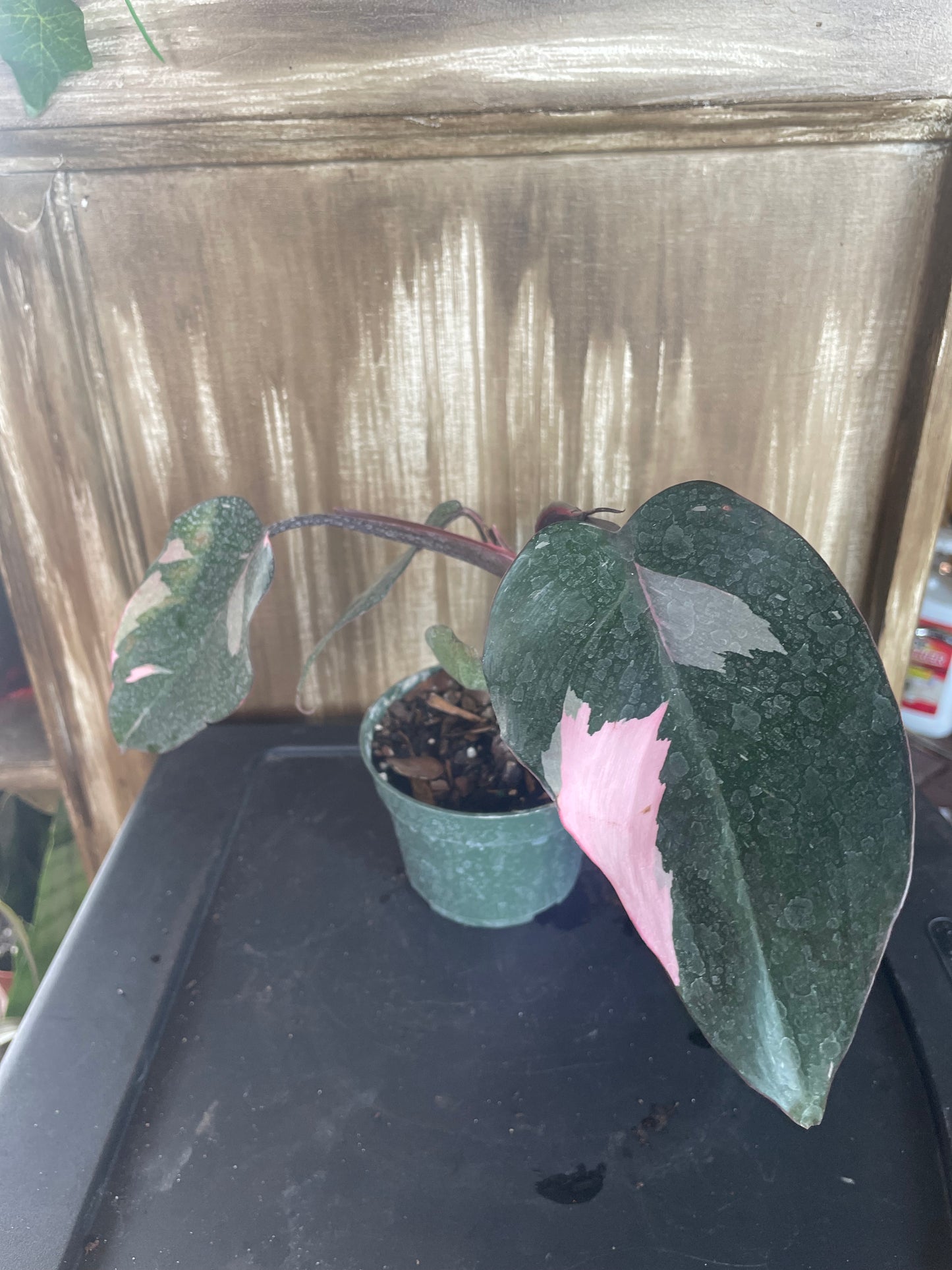 Pink Princess Philodendron