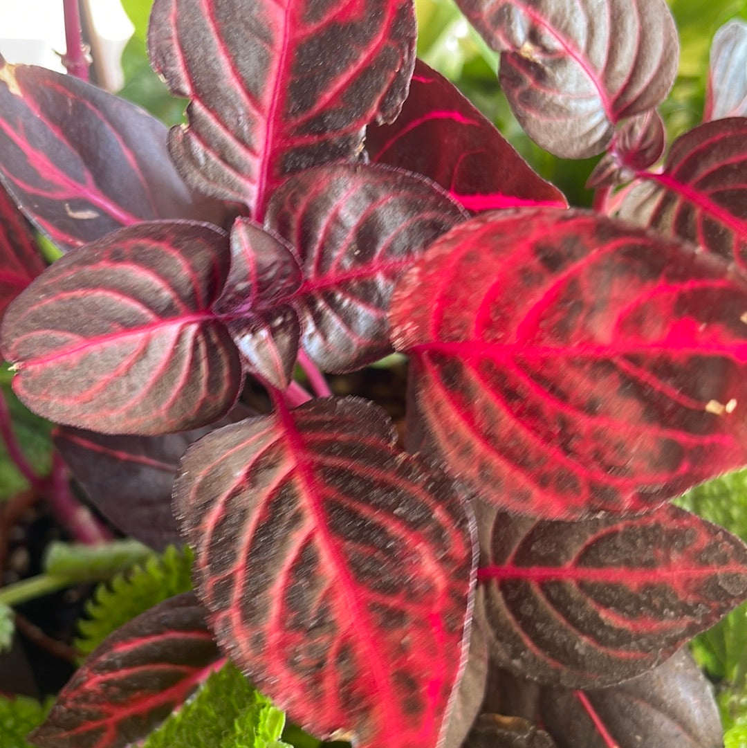 Herbst's Bloodleaf