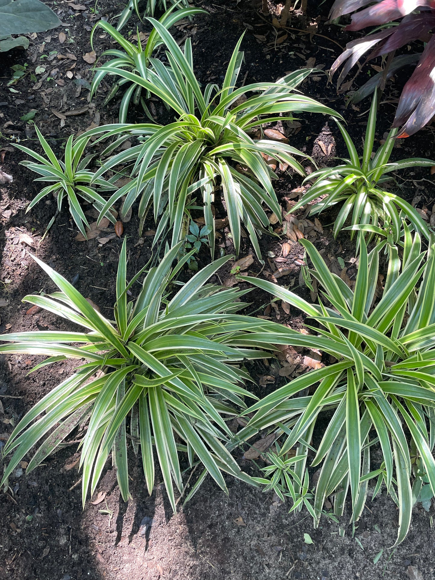 Dracaena Reflexa