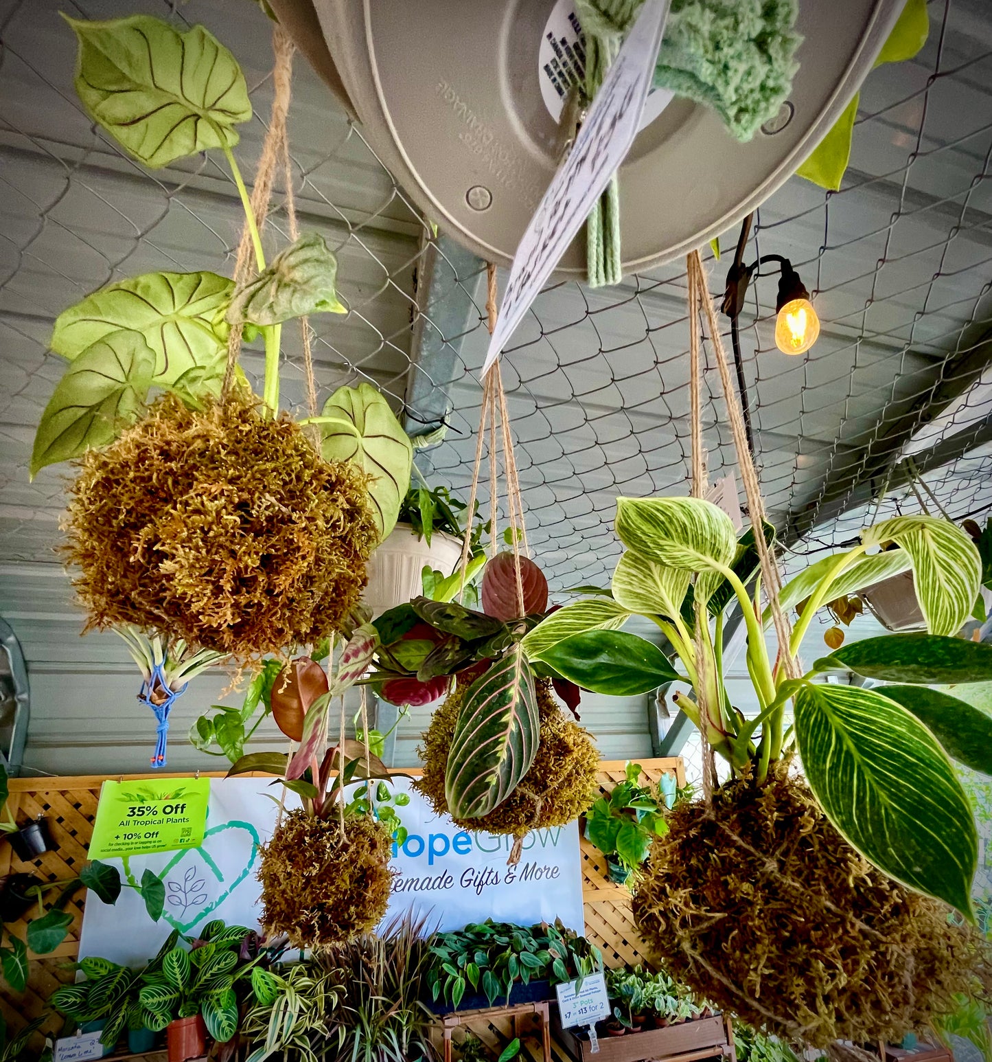 Kokedama Moss Planter