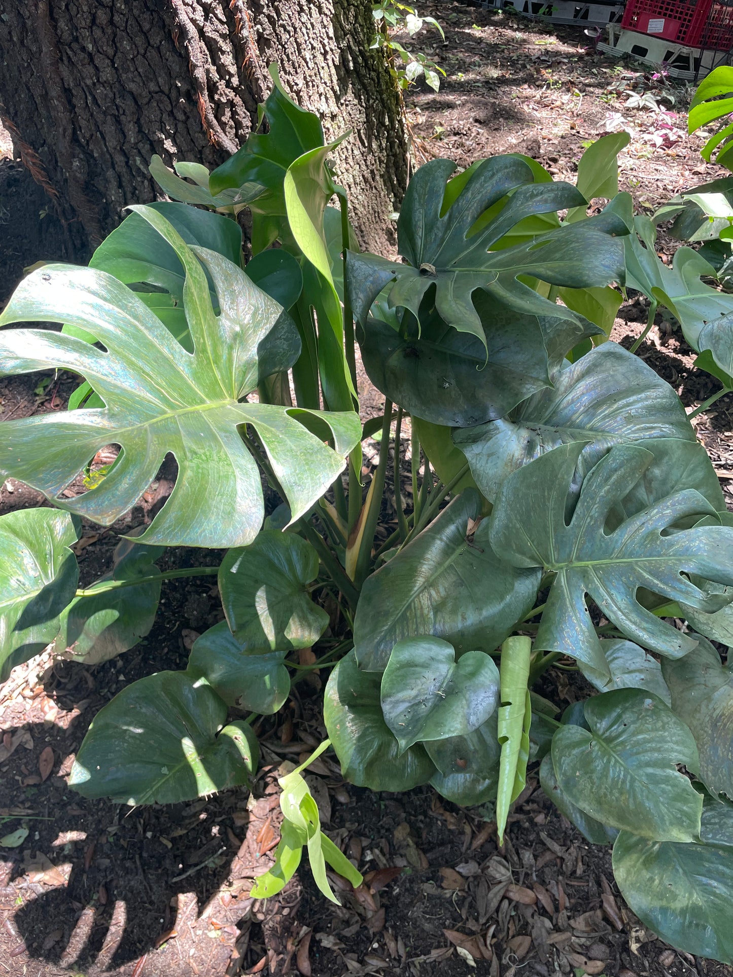 Monstera ‘Split Leaf’