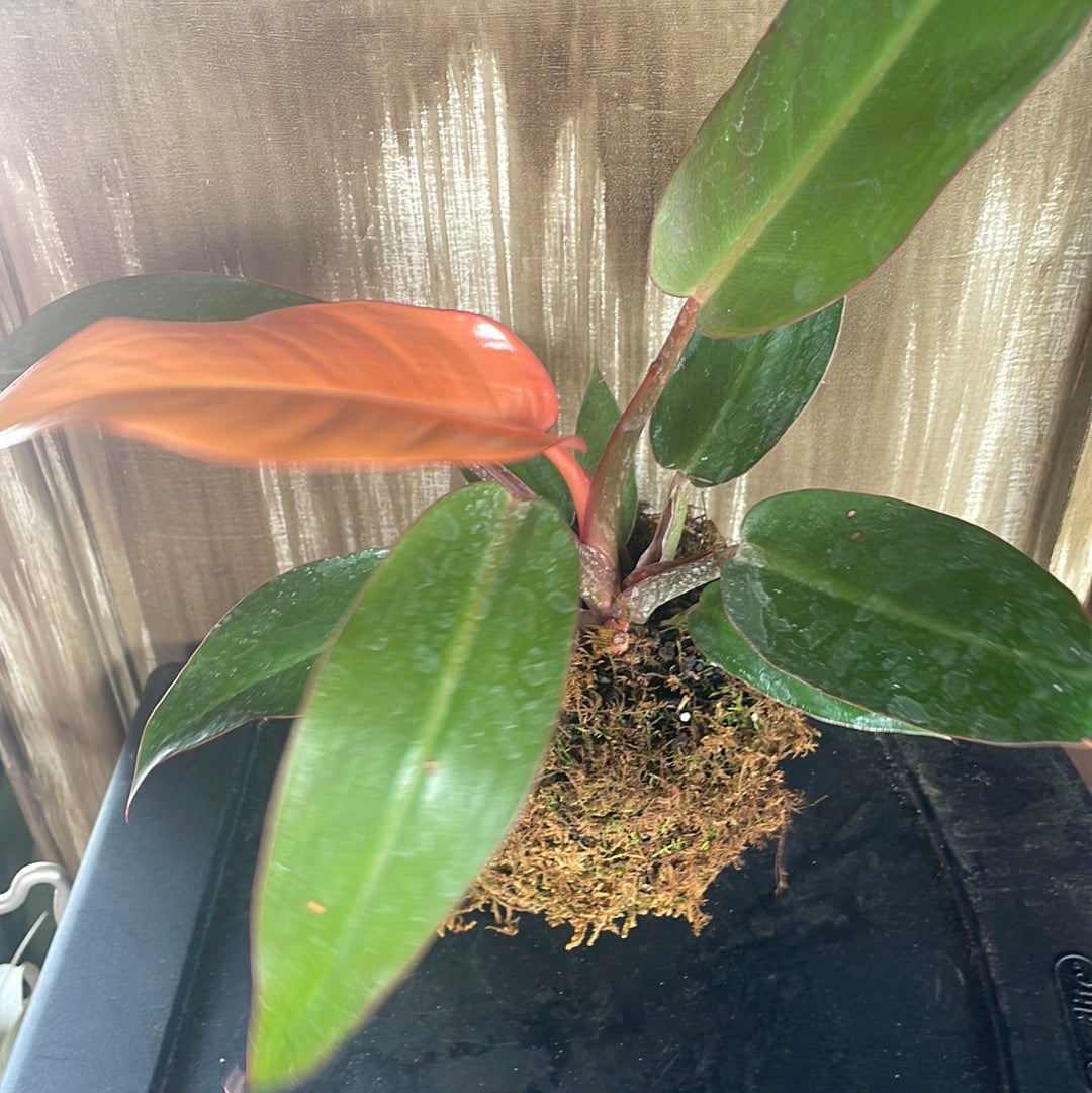 ‘Sun Red’ Philodendron