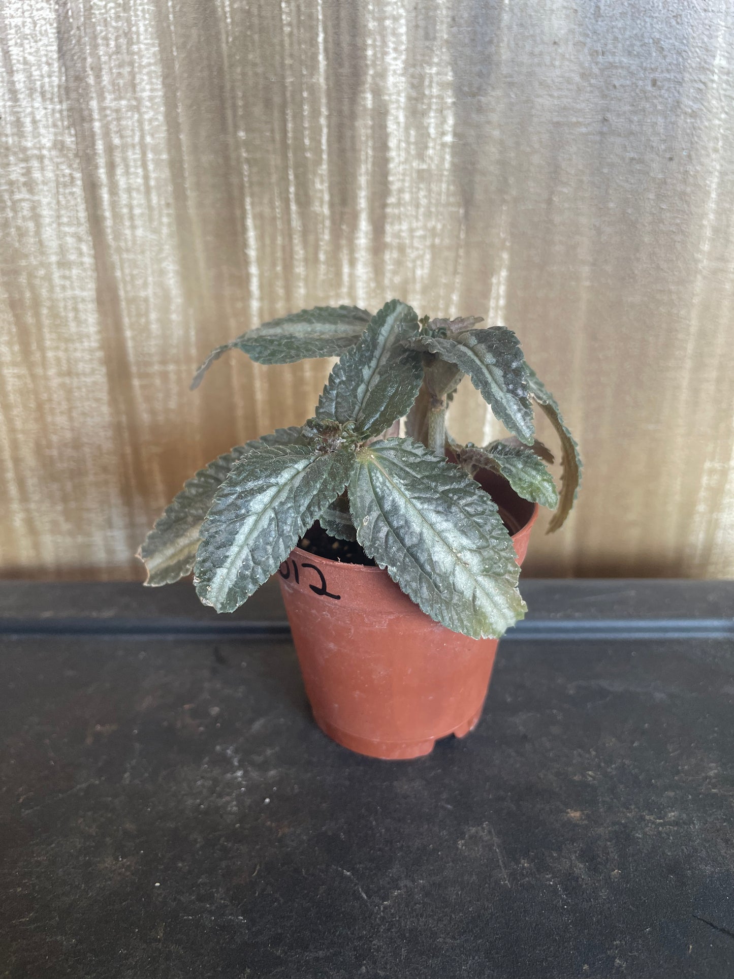 Silver Tree Pilea