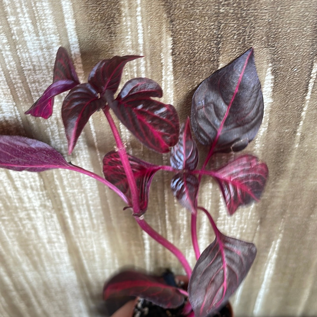 Herbst's Bloodleaf