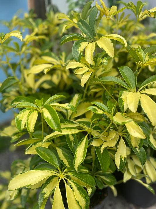 Schefflera Trinette