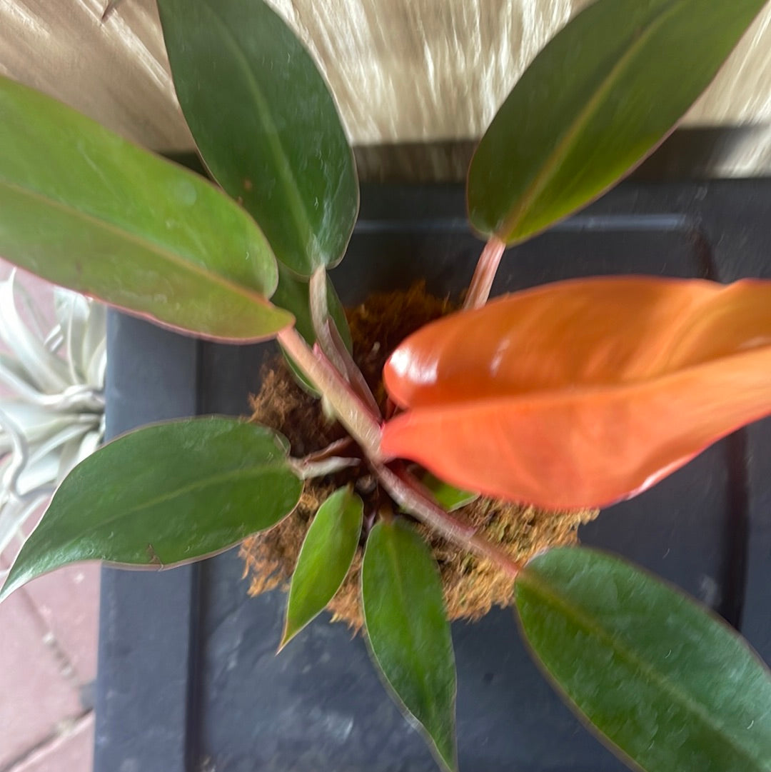 ‘Sun Red’ Philodendron