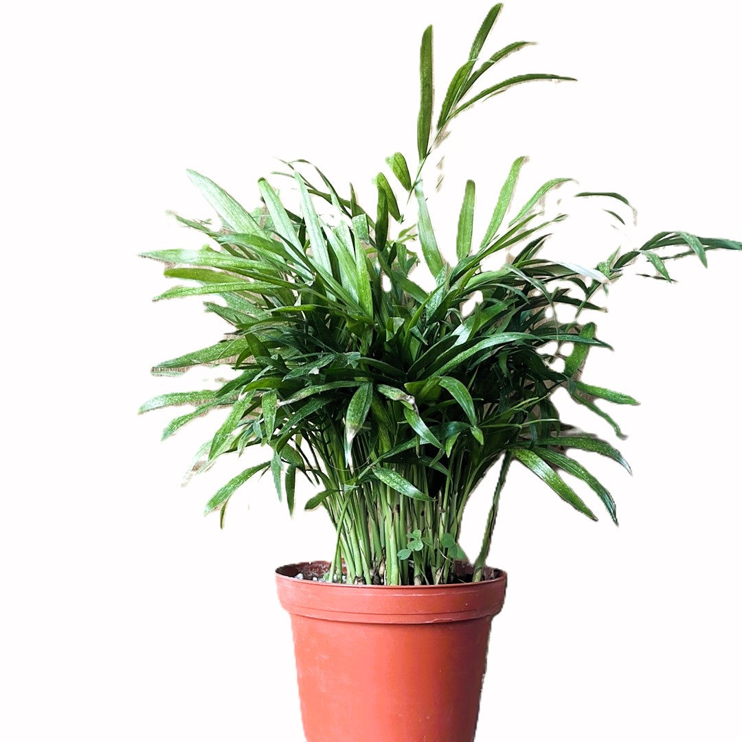 Parlor Palm