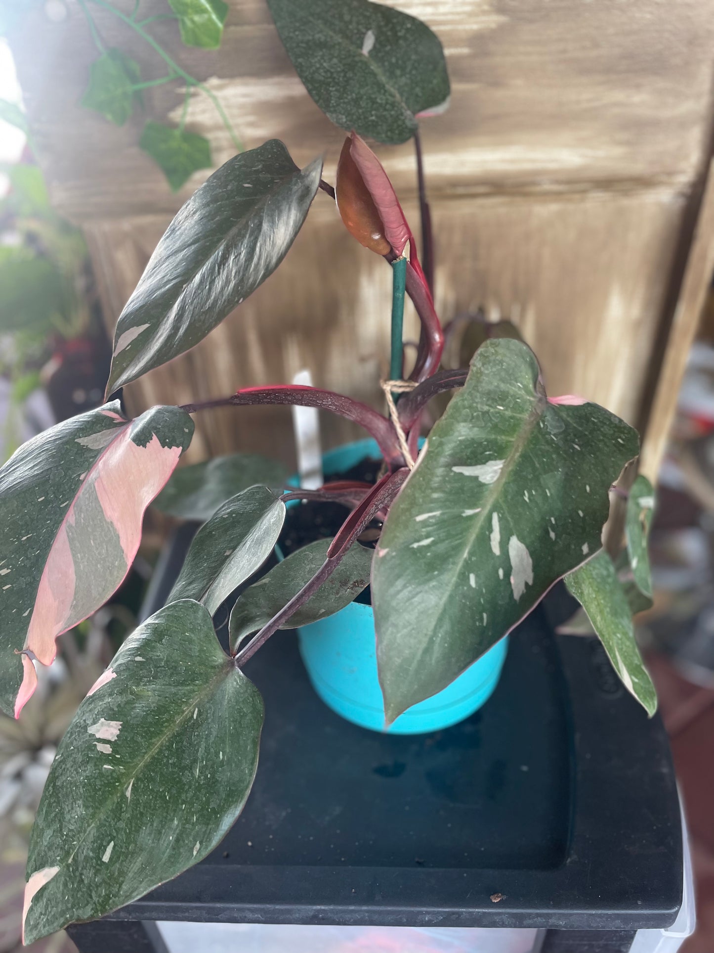 Pink Princess Philodendron