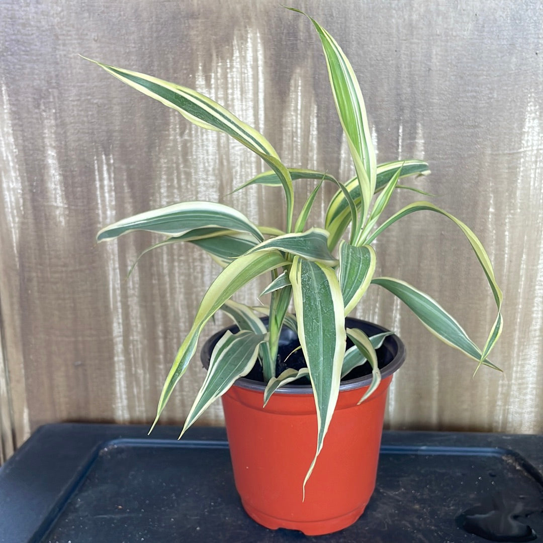 Dracaena Reflexa