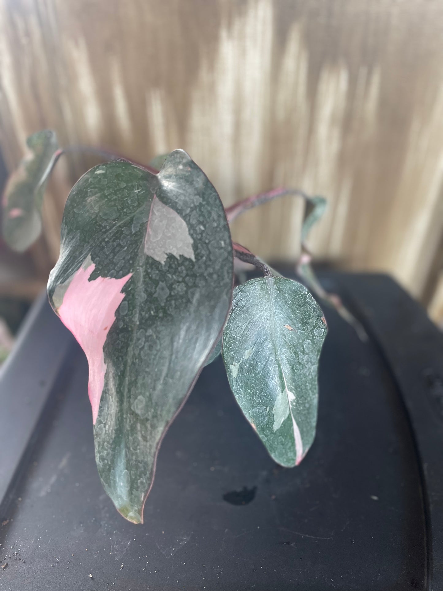 Pink Princess Philodendron