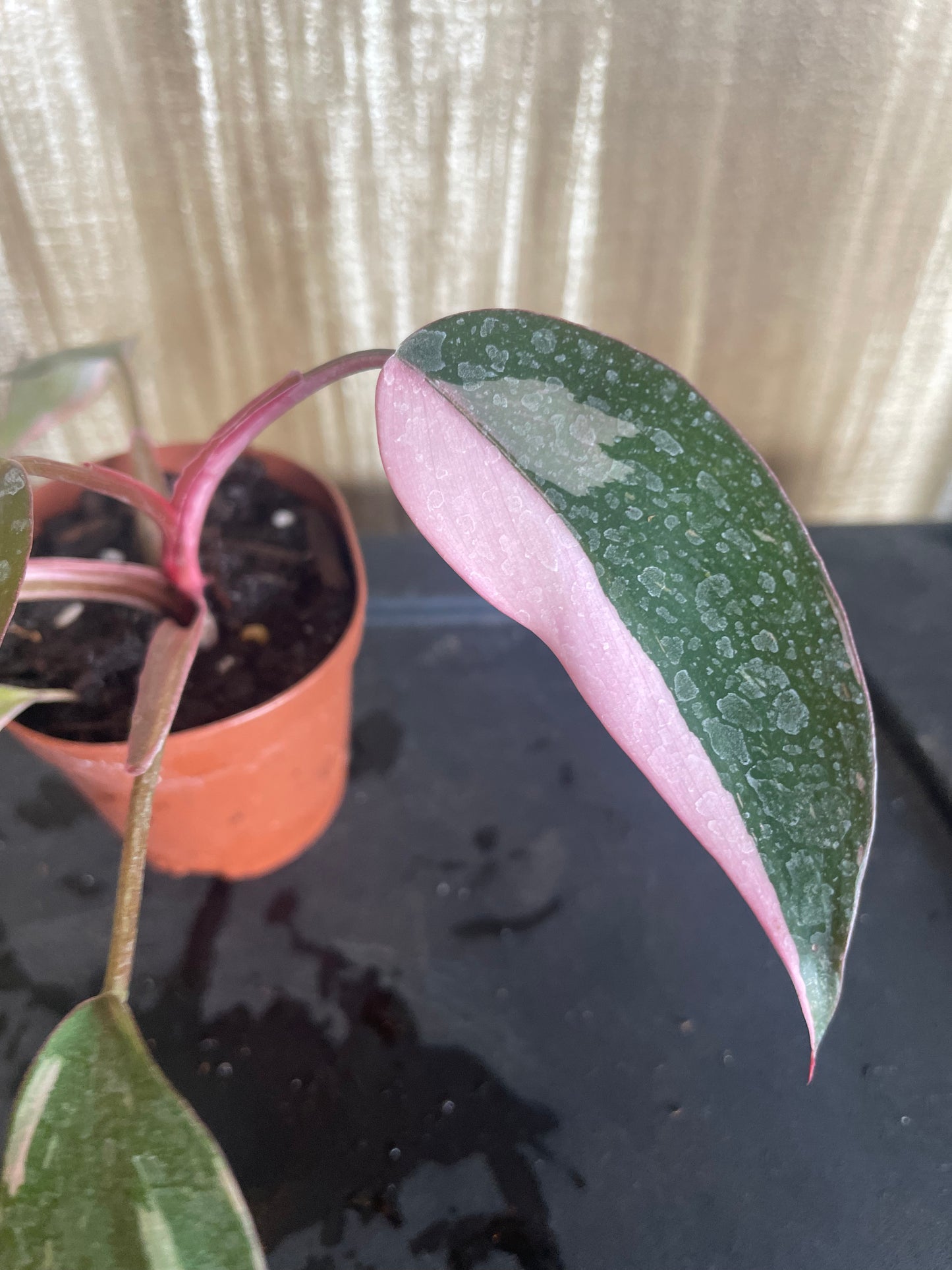 Pink Princess Philodendron