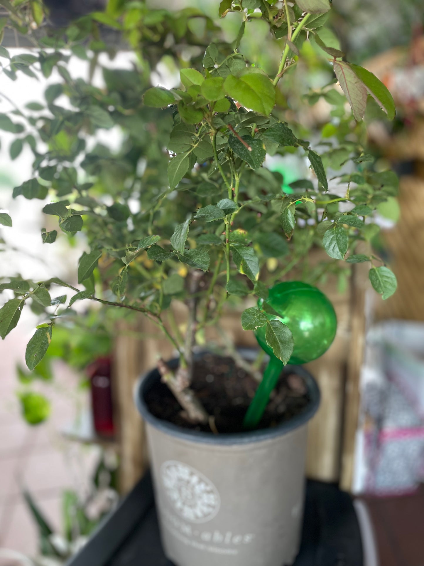 Self Watering Globe