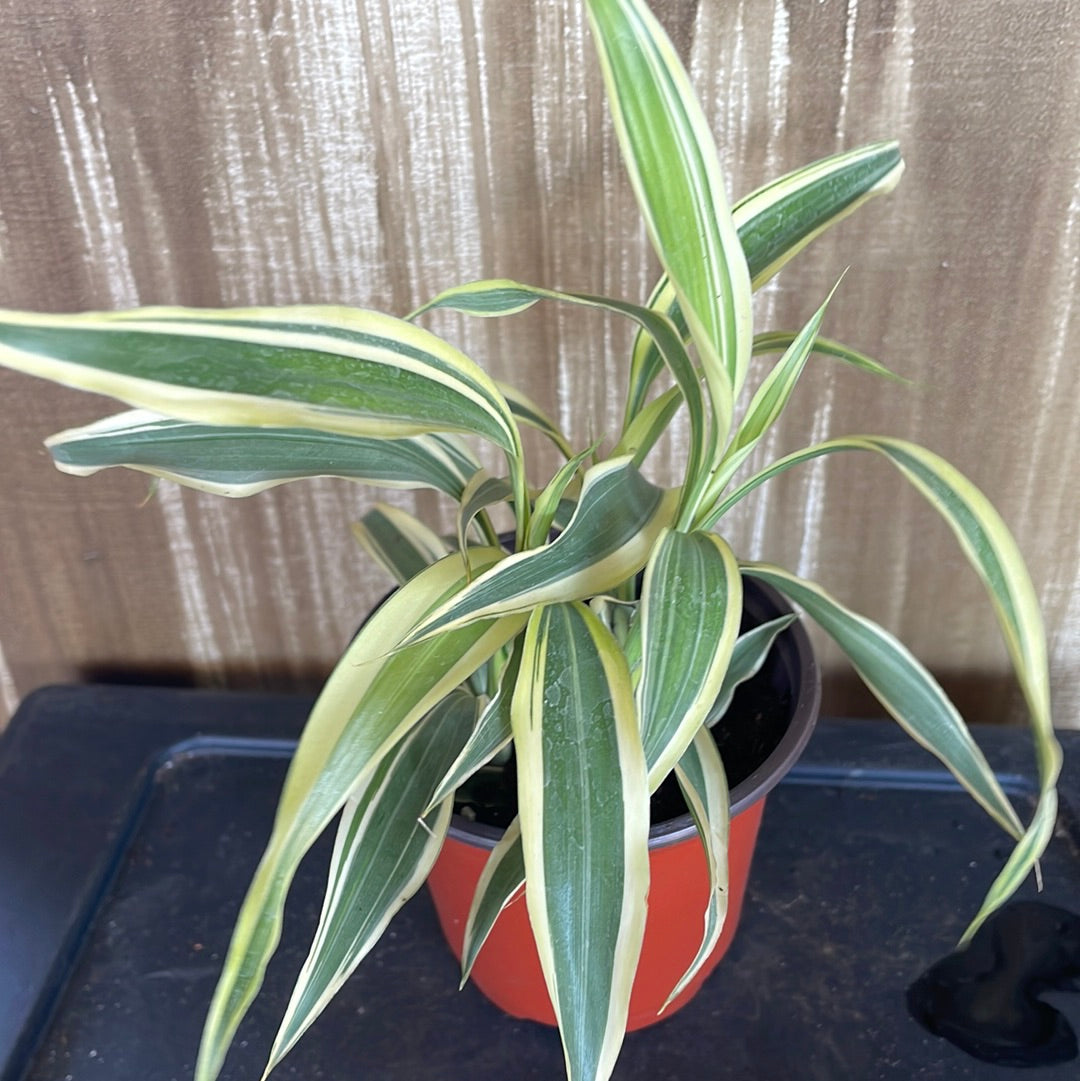 Dracaena Reflexa