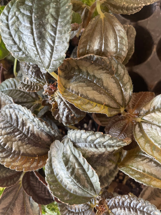 Pilea ‘Norfolk’