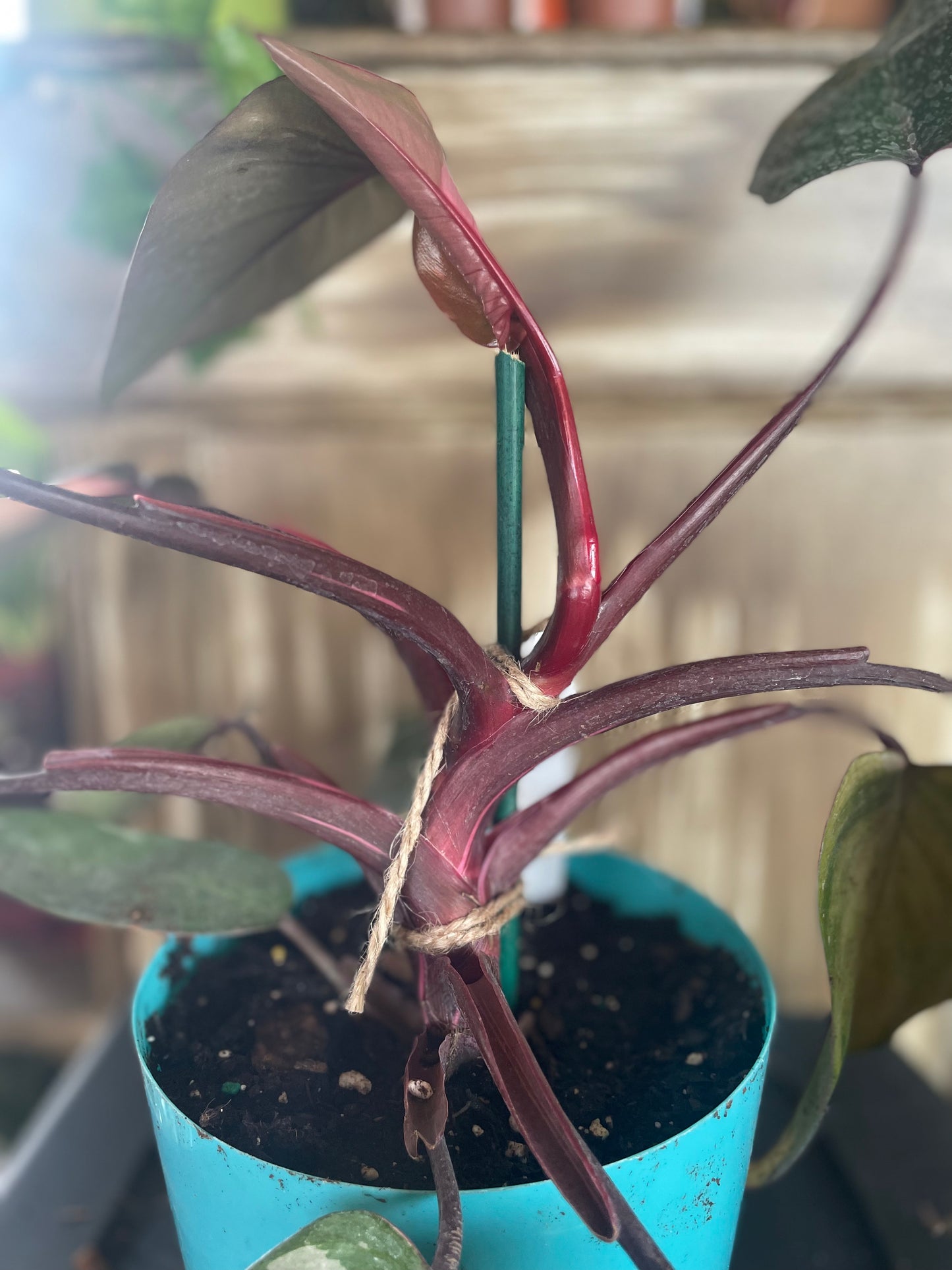 Pink Princess Philodendron