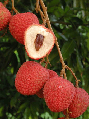SweetHeart Lychee Tree