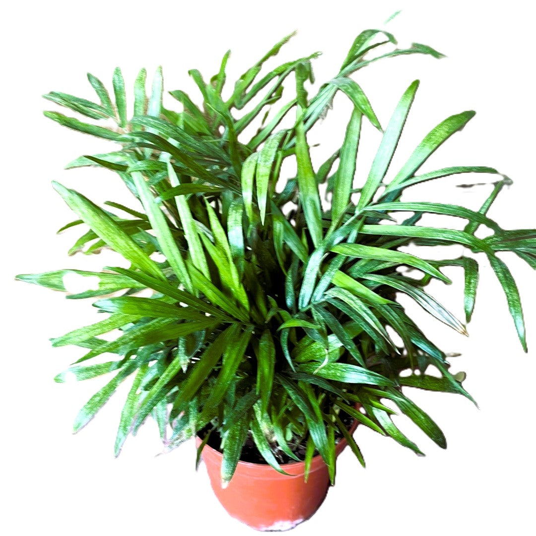 Parlor Palm