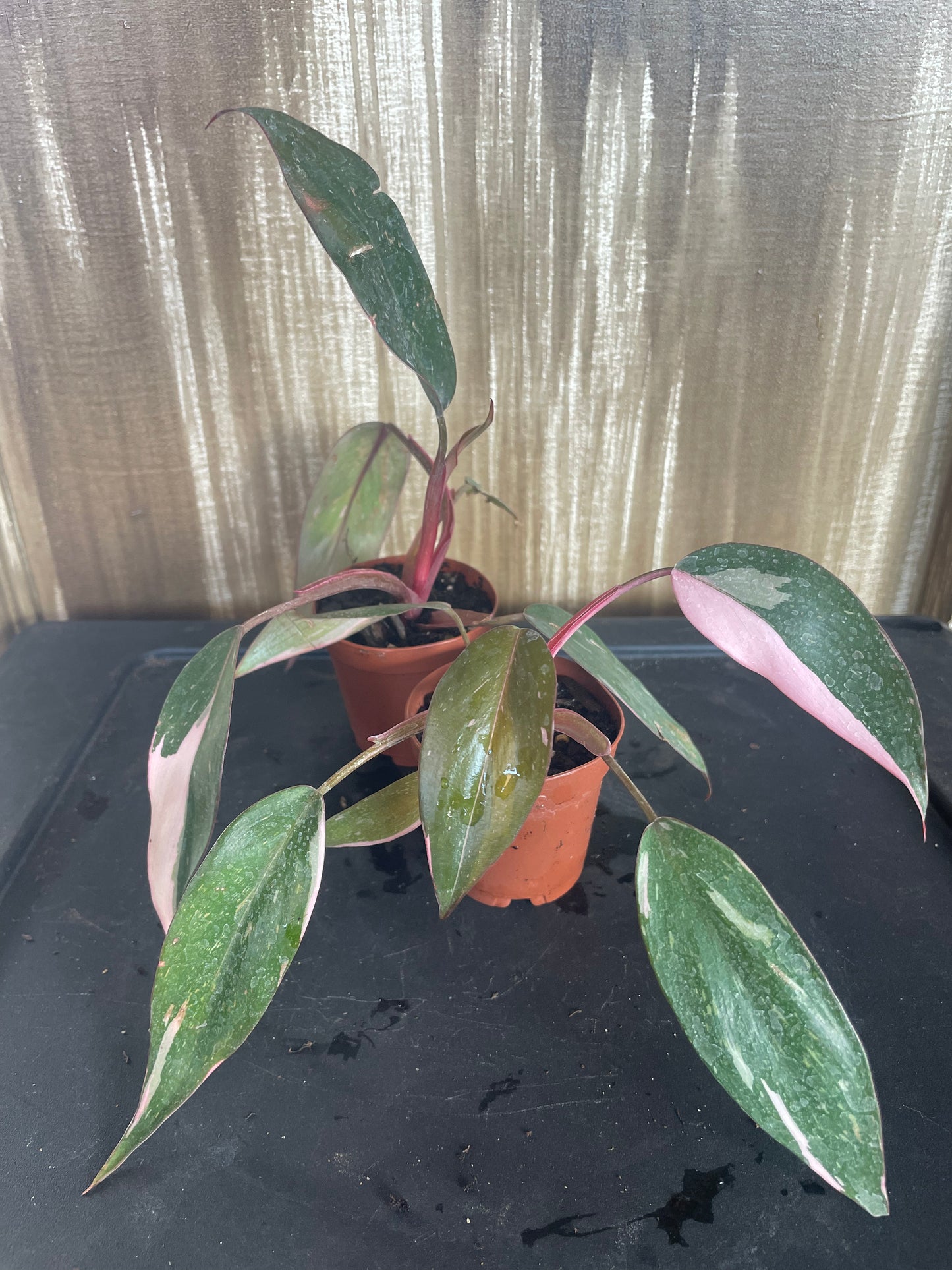 Pink Princess Philodendron