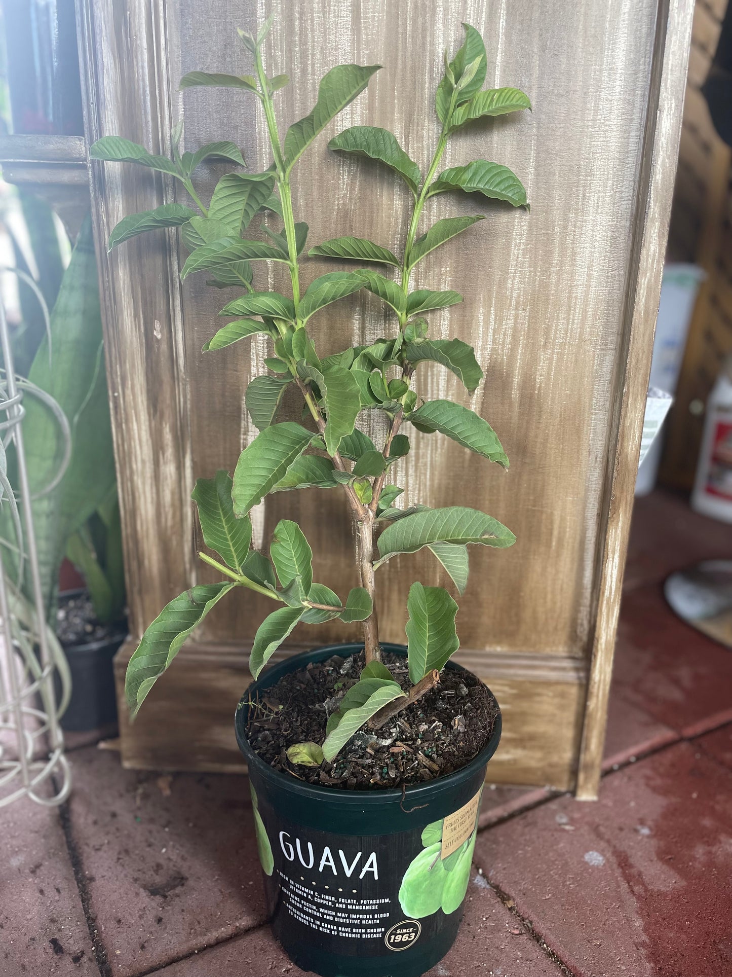 Pink Guava Tree